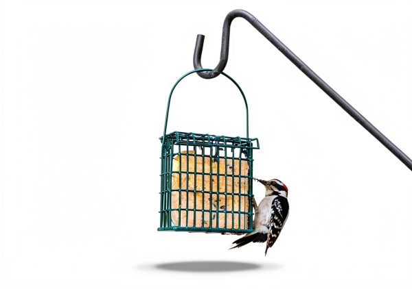Wildlife Sciences Woodpecker Suet Cakes 10 Pack-1